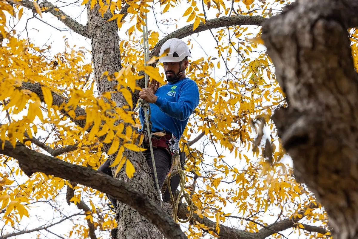 Skilled Tree Planing crew working in Garden
